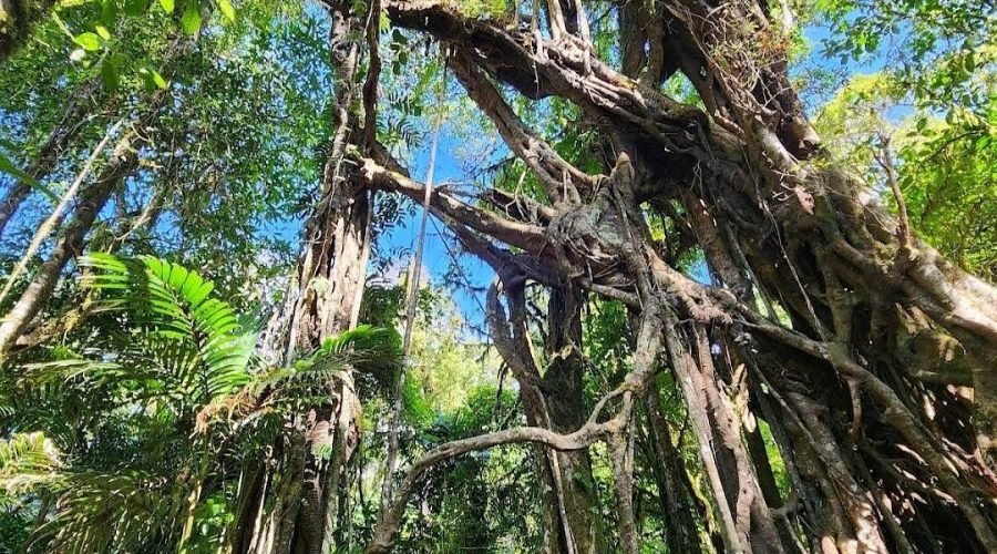 ficus